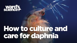 Caring and Culturing for Daphnia [upl. by Arretak]