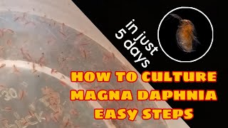 How to Culture Magna Daphnia Easily [upl. by Limber]