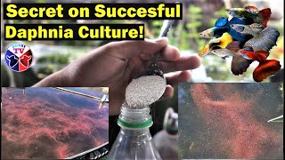 How to Culture Daphnia Successfully [upl. by Yraeht]