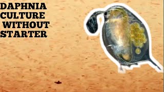 HOW TO CULTURE DAPHNIA NATURALLY WITHOUT A STARTER [upl. by Lemire745]