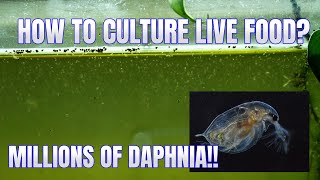 How to Culture Daphnia Secret Method to Breed MILLIONS  Simply Aquatic [upl. by Redyr]