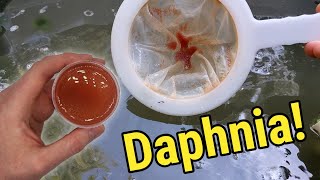 How I Culture Daphnia In Outdoor Tubs [upl. by Fredette421]