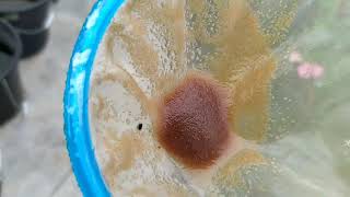 How to culture daphnia moina in a small container Part 1 English Subtitle [upl. by Callida818]