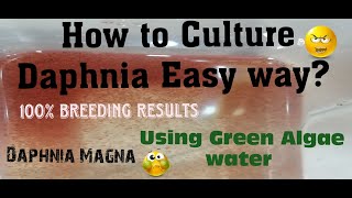 Daphnia MagnaHow to Culture Daphnia Easy wayCulturing Daphnia using Green water Daphnia [upl. by Chrisy]