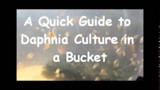 How to culture daphnia outside [upl. by Ahsayn874]