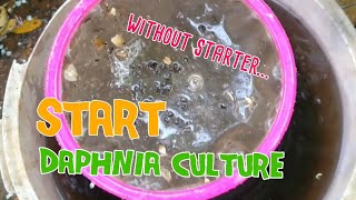 How to culture daphnia moina the easy way 1  Starting the Daphnia culture [upl. by Salina]