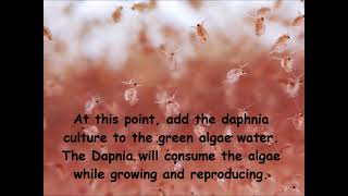 Daphnia  How to grow daphnia in your home [upl. by Enobe]