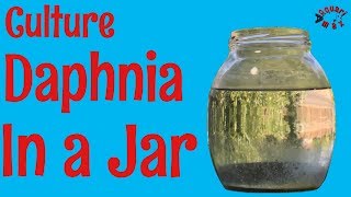 How to Culture Daphnia in a Jar [upl. by Libove]