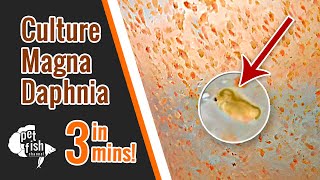 How to culture DAPHNIA MAGNA  The easy way [upl. by Linkoski418]