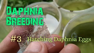 Daphnia Culture made simple and easy 3  Hatching Daphnia eggs [upl. by Whiffen]