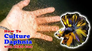 How to Culture Daphnia with ZERO Cost  Unlimited Live Food For Our Fish [upl. by Akram763]