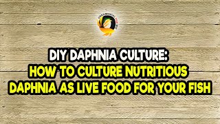 DIY Daphnia Culture How to Culture Nutritious Daphnia as Live Food for Your Fish [upl. by Elah]