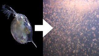 How I Culture Daphnia [upl. by Garreth]