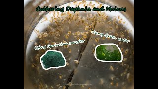 How To Culture Daphnia and Moinas using Green Water Spirulina powder [upl. by Carlyn]