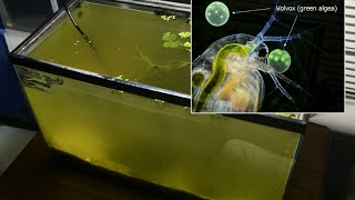 Raising Daphnia for the Freshwater Aquarium [upl. by Carrol87]